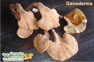 Cogumelos Mazzei -> Shiitake