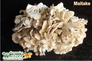 Cogumelos Mazzei -> Shiitake