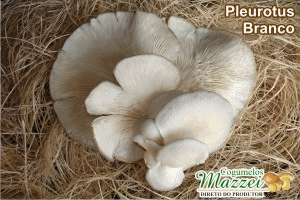 Cogumelos Mazzei -> Shiitake