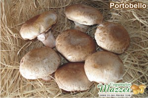 Cogumelos Mazzei -> Shiitake