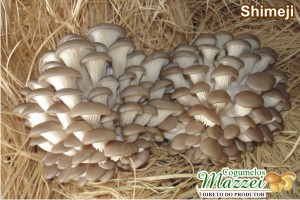 Cogumelos Mazzei -> Shiitake
