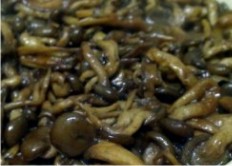 Cogumelos Mazzei -> Champignon de Paris